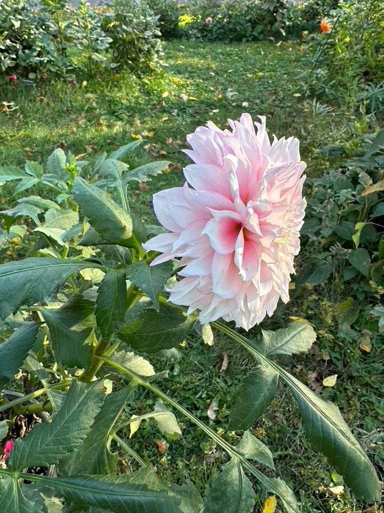 Lee's Coquette Dahlia Tuber