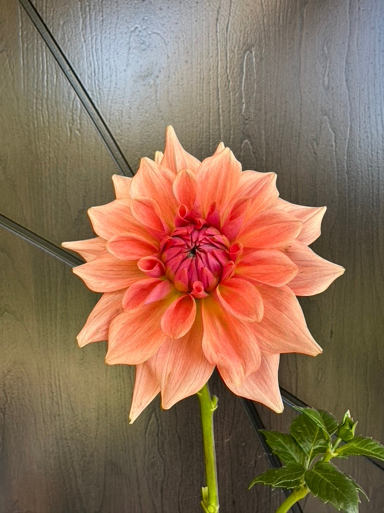 RM Fairy Wings - Limit 1