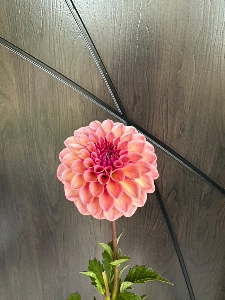 RM Berry Kiss Dahlia Tuber - Limit 1
