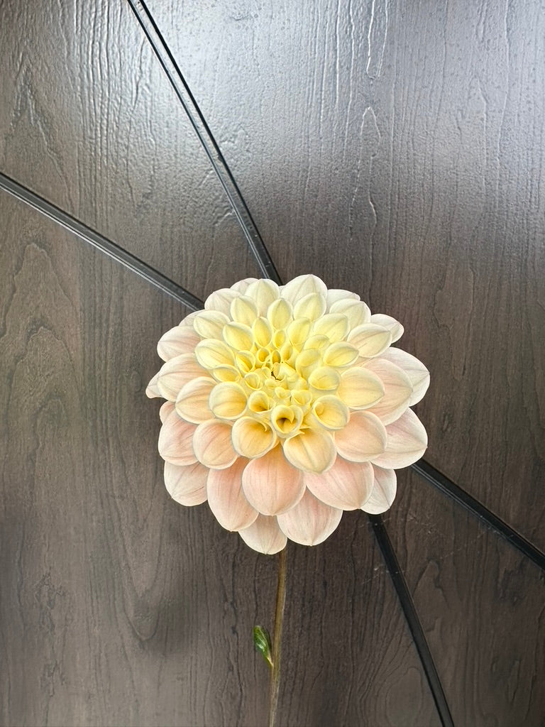 Sweet Nathalie Dahlia Tuber