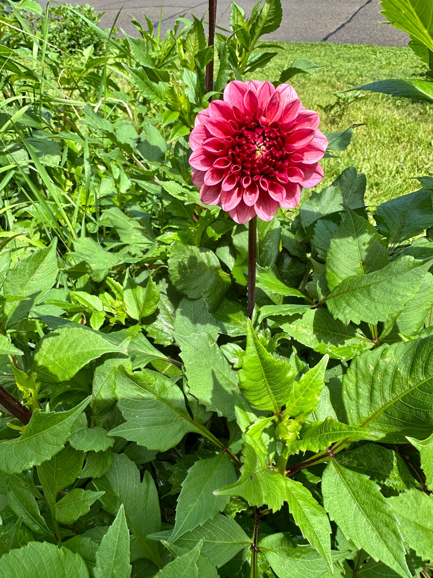 Levi's Tomato Dahlia Tuber - Limit One