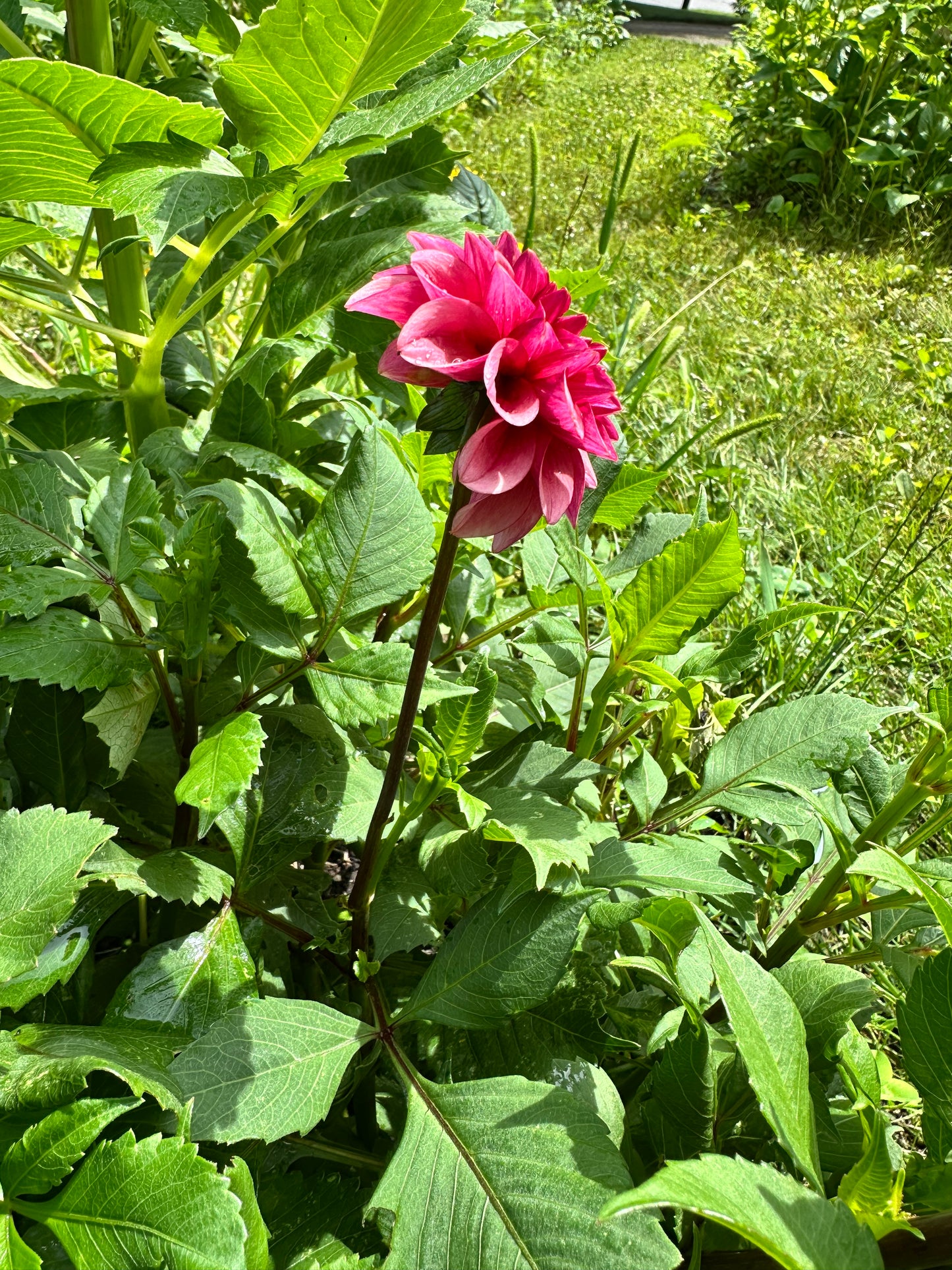 Levi's Tomato Dahlia Tuber - Limit One