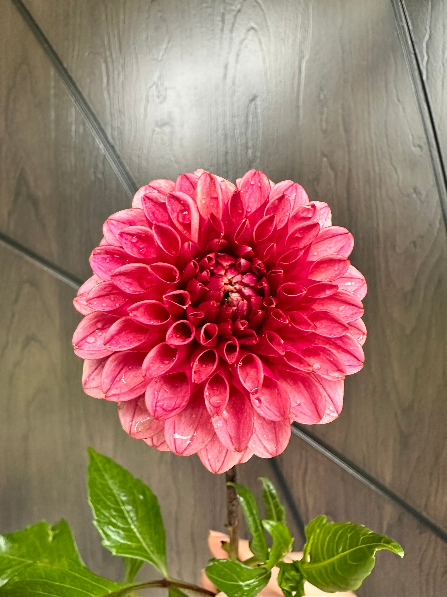 Levi's Tomato Dahlia Tuber - Limit One