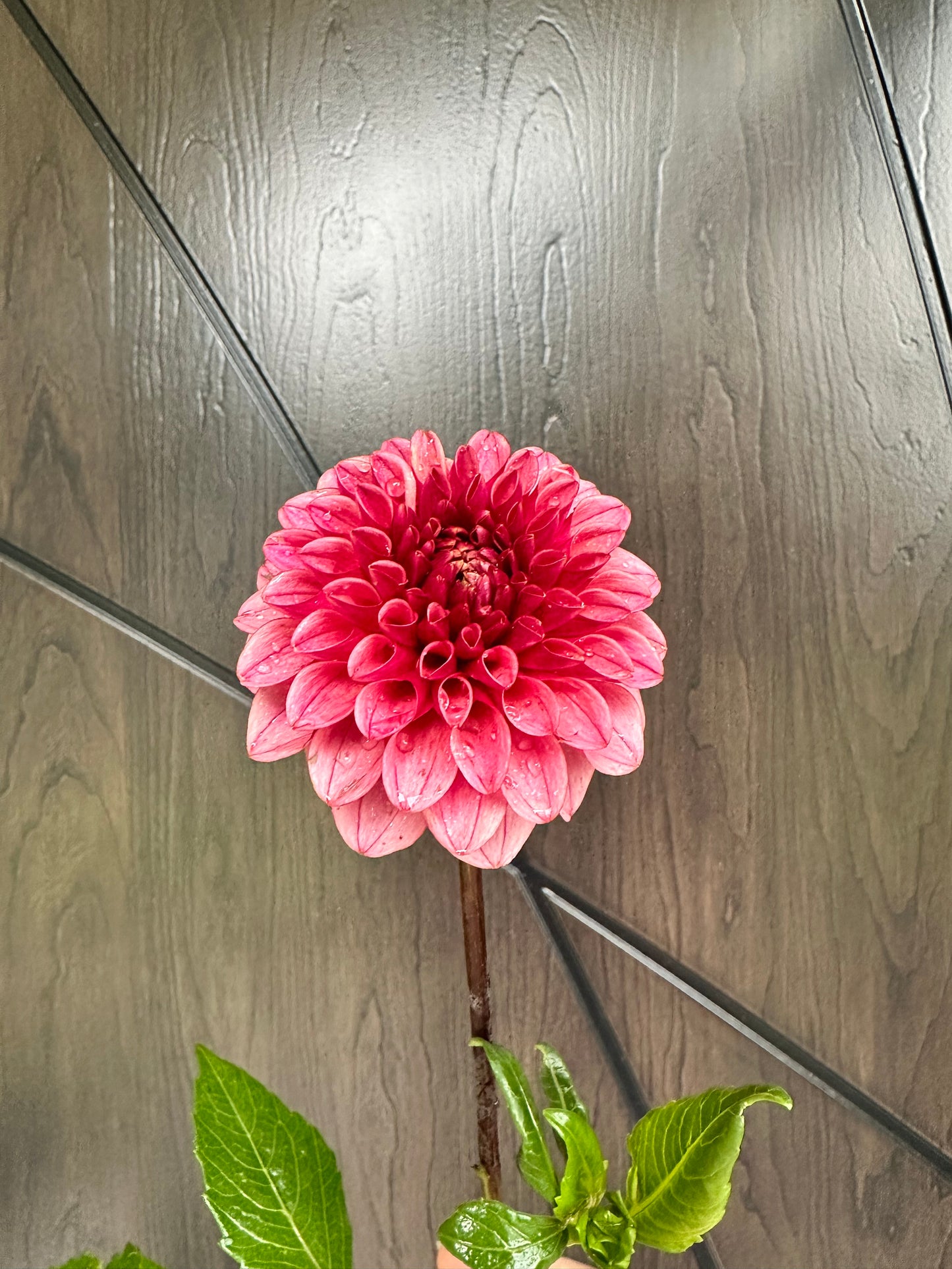 Levi's Tomato Dahlia Tuber - Limit One