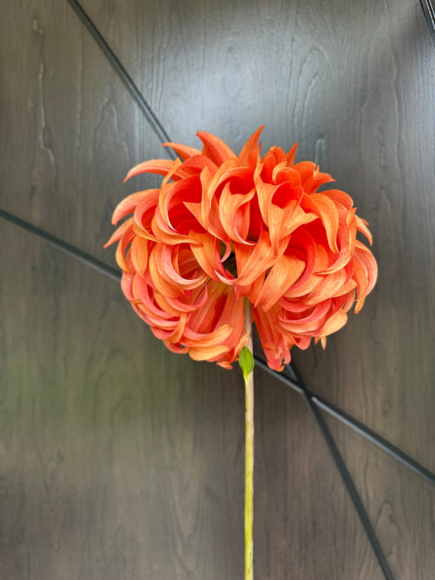 Bloomquist Jean Dahlia Tuber