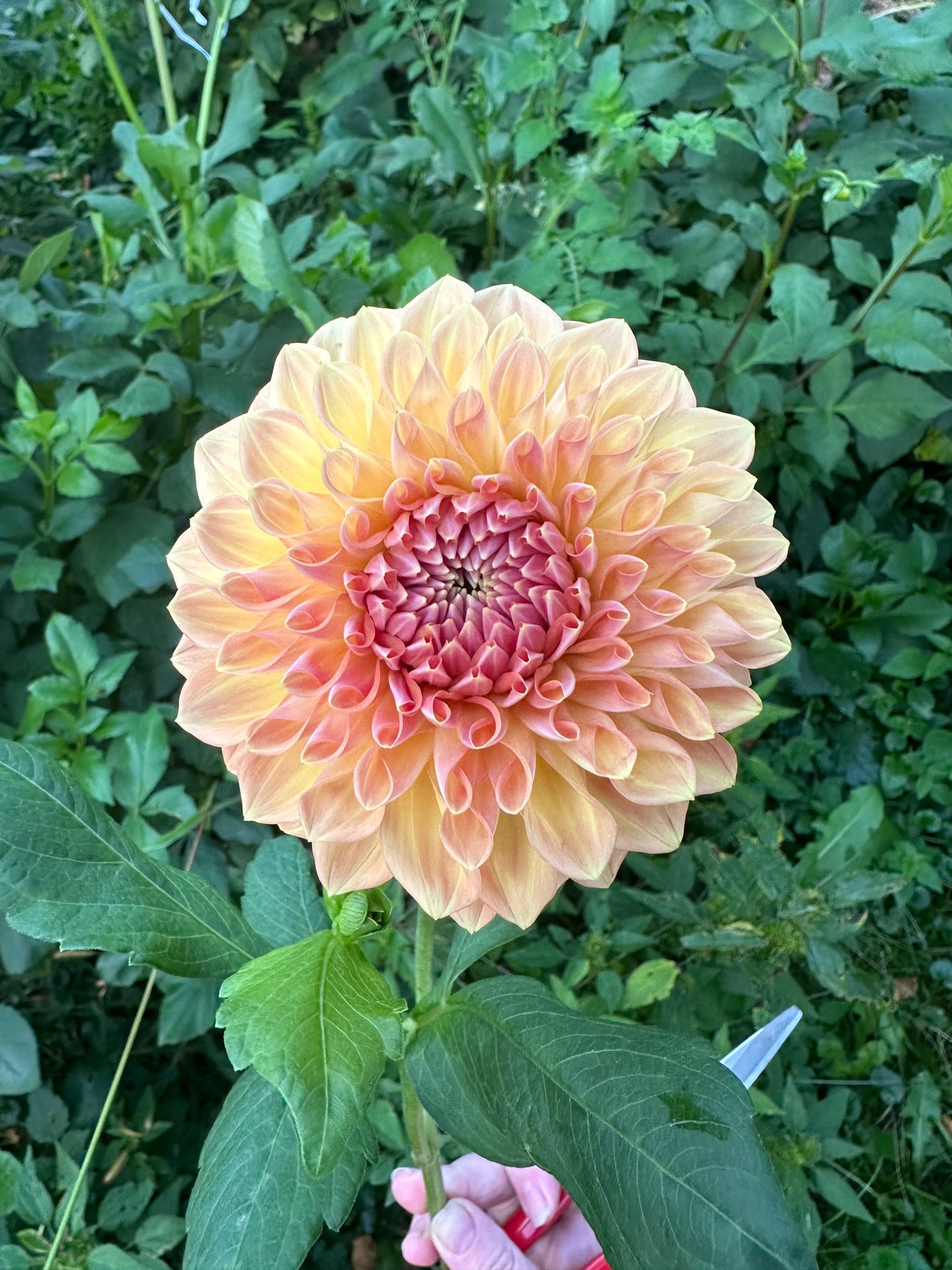 River Merle October Skies Dahlia Tuber