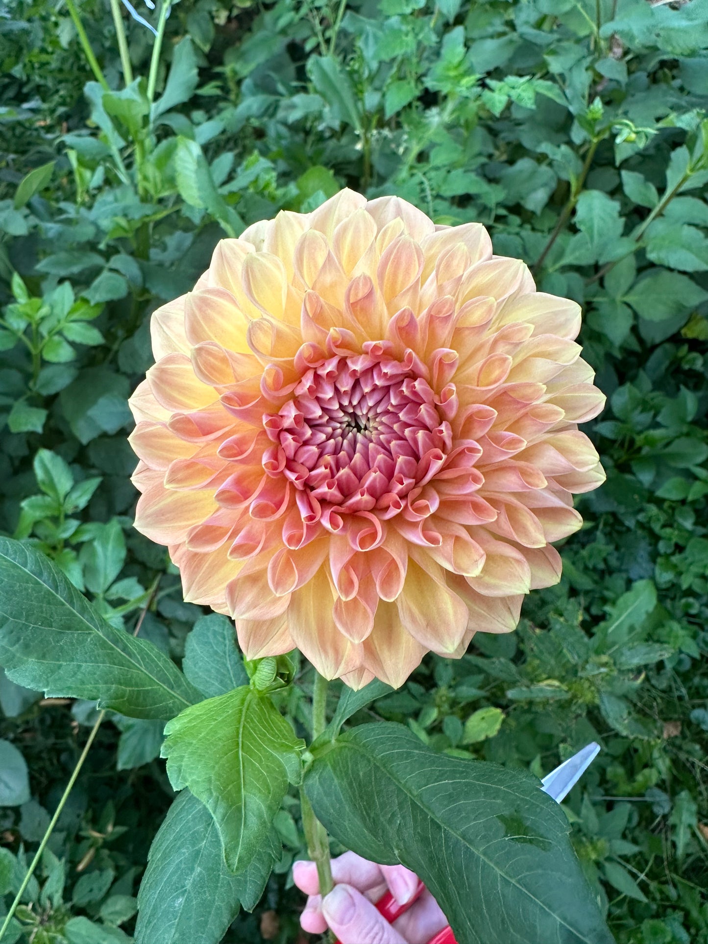 River Merle October Skies Dahlia Tuber