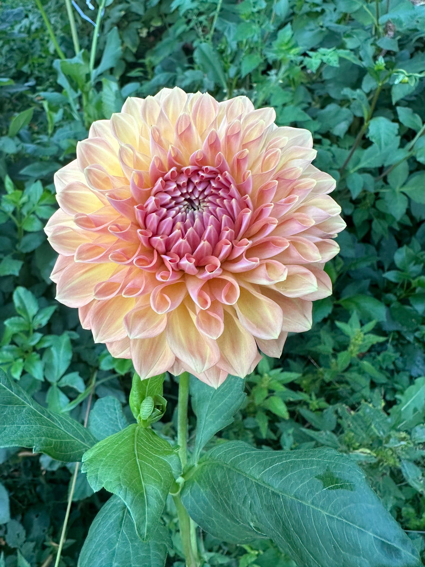 River Merle October Skies Dahlia Tuber