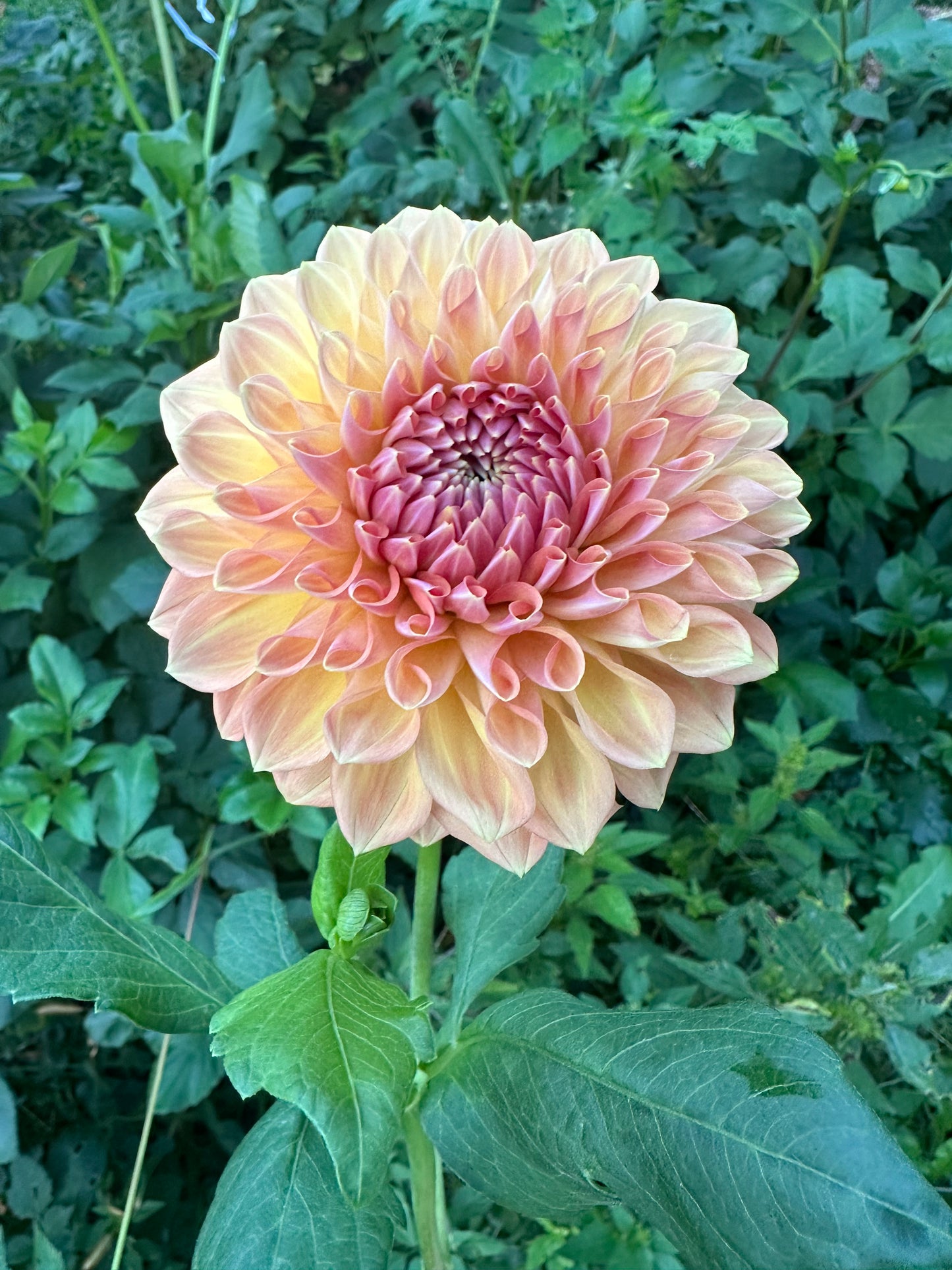 River Merle October Skies Dahlia Tuber
