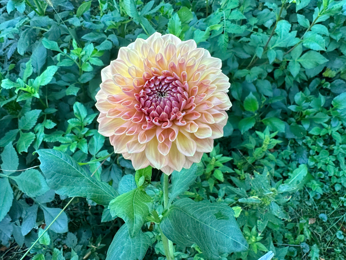 River Merle October Skies Dahlia Tuber