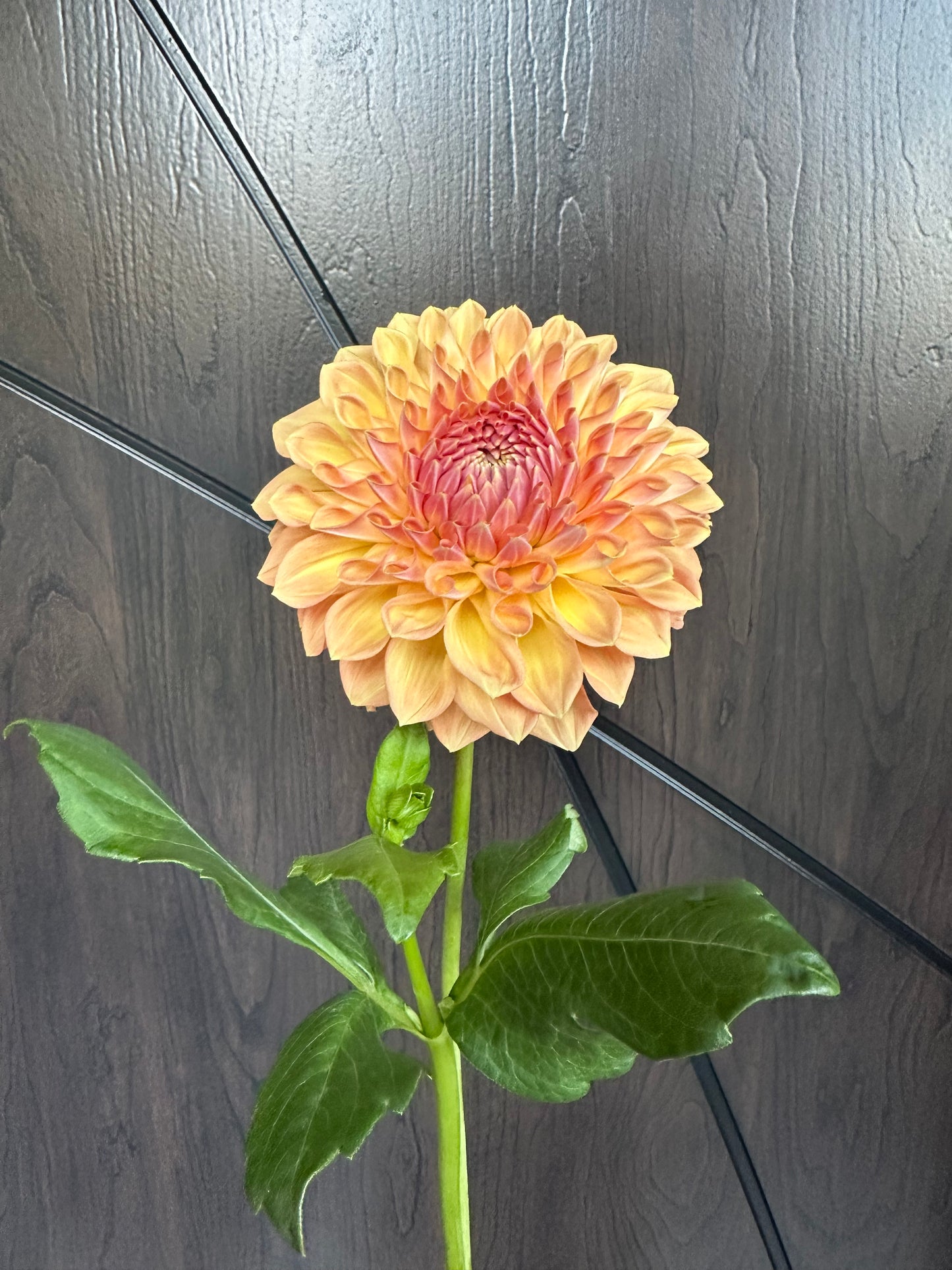 River Merle October Skies Dahlia Tuber