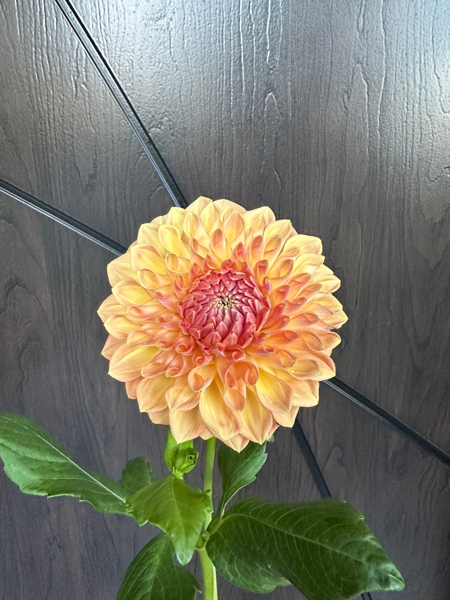River Merle October Skies Dahlia Tuber