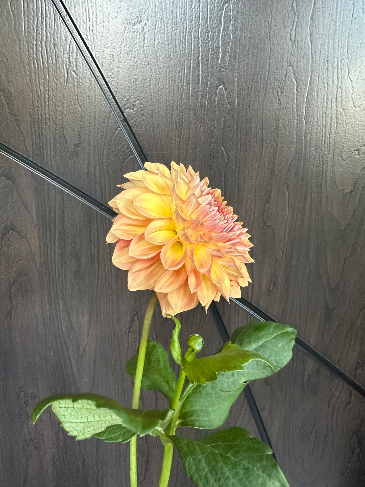 River Merle October Skies Dahlia Tuber