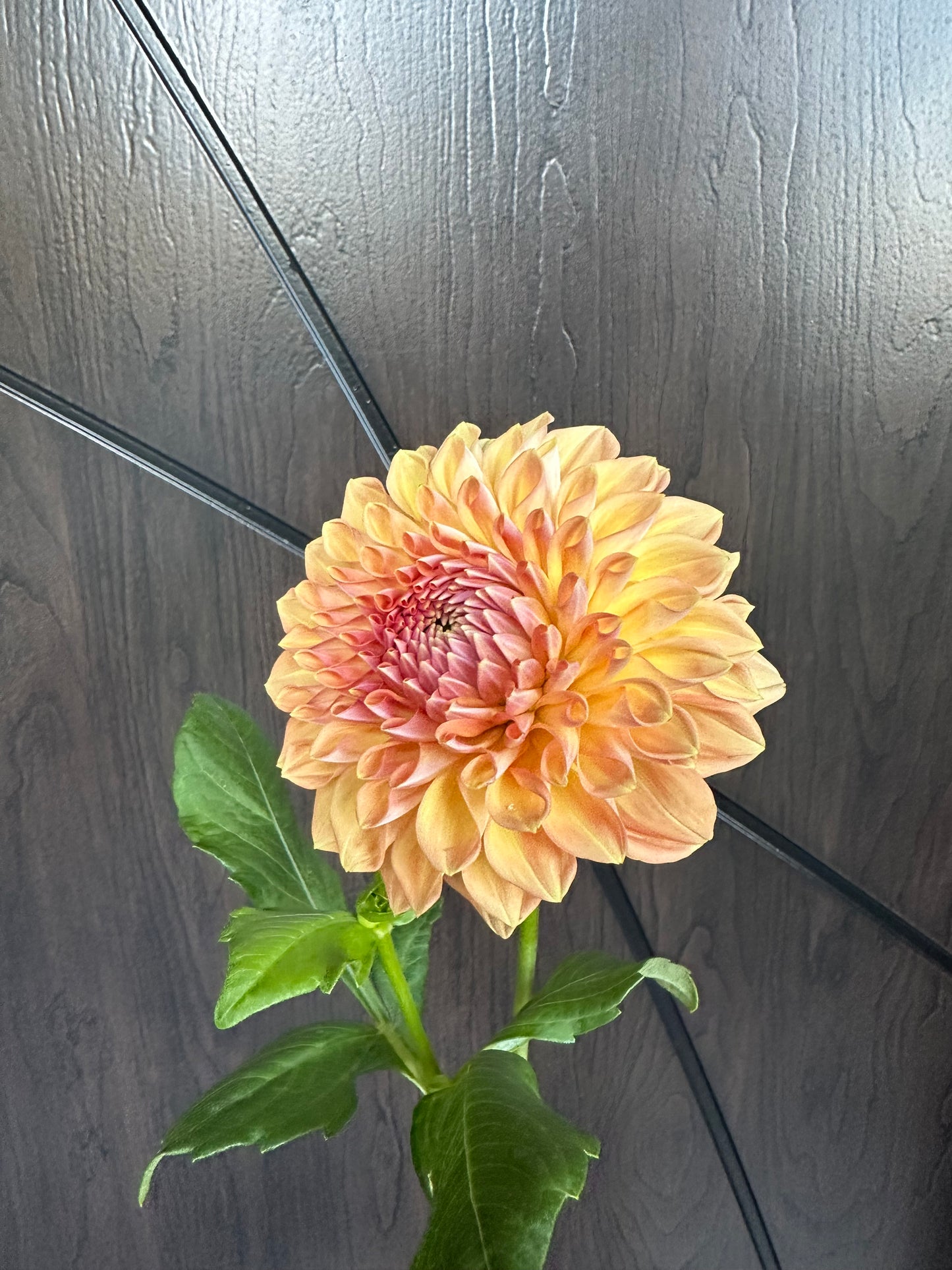 River Merle October Skies Dahlia Tuber