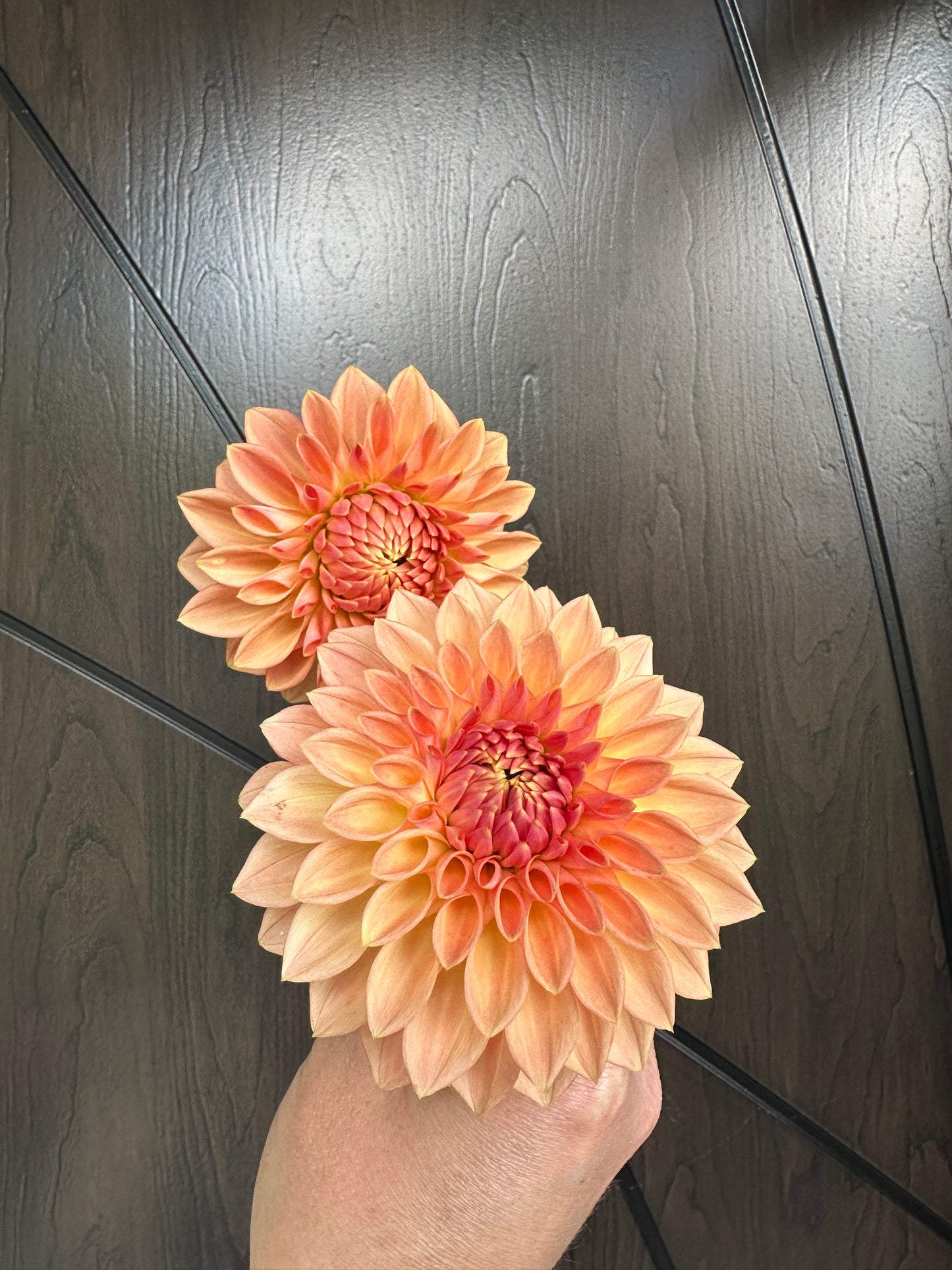 Bloomquist Alan Dahlia Tuber