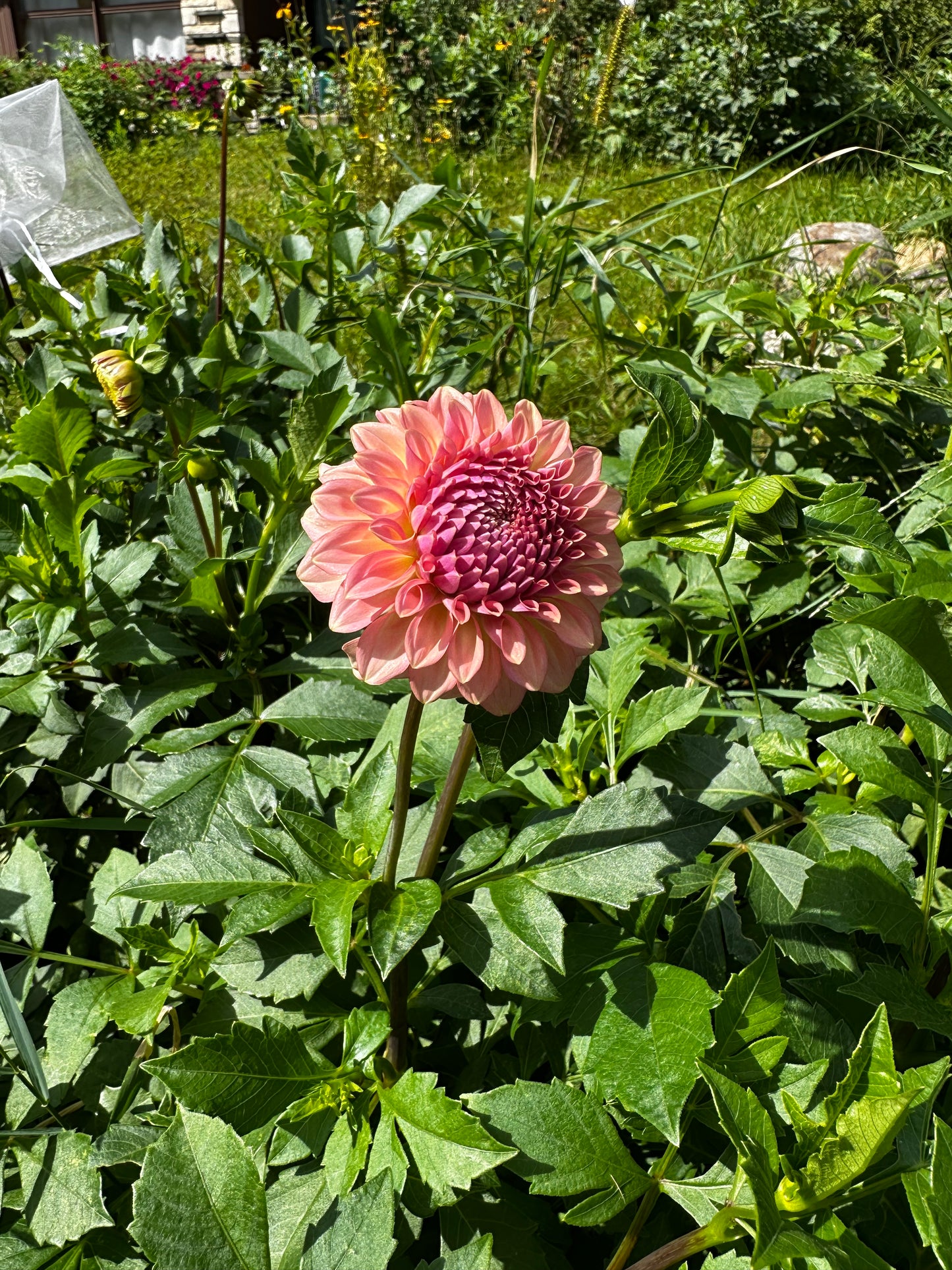 Levi's Blue Smoke Dahlia Tuber - Limit 1