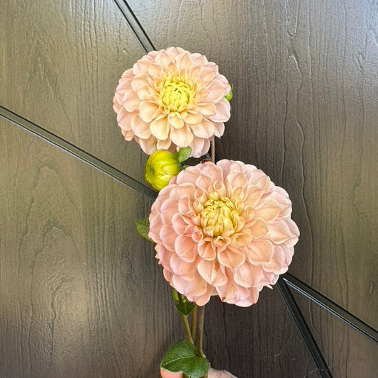 Levi's Revenant Dahlia Tuber - Limit One