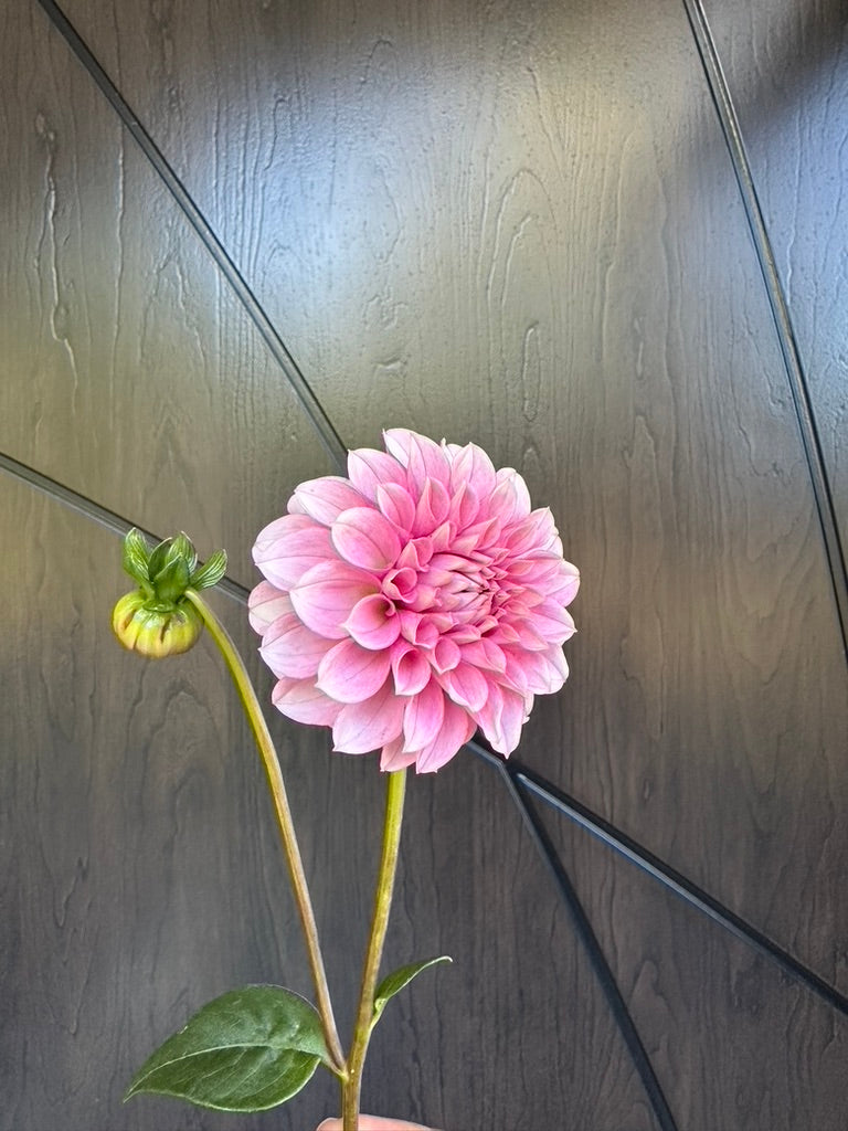 Levi's Confessor Dahlia Tuber