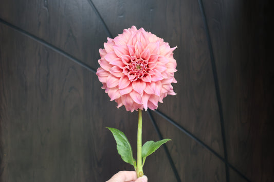 Coorabell Amy Dahlia Tuber - Limit One