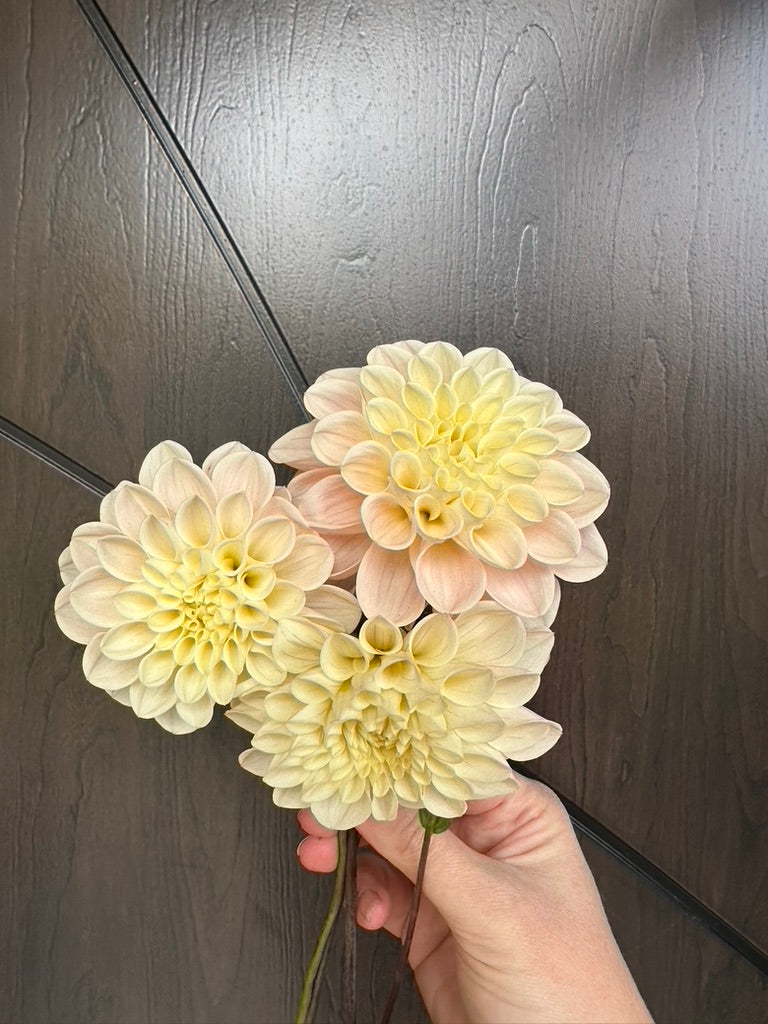 Sweet Nathalie Dahlia Tuber