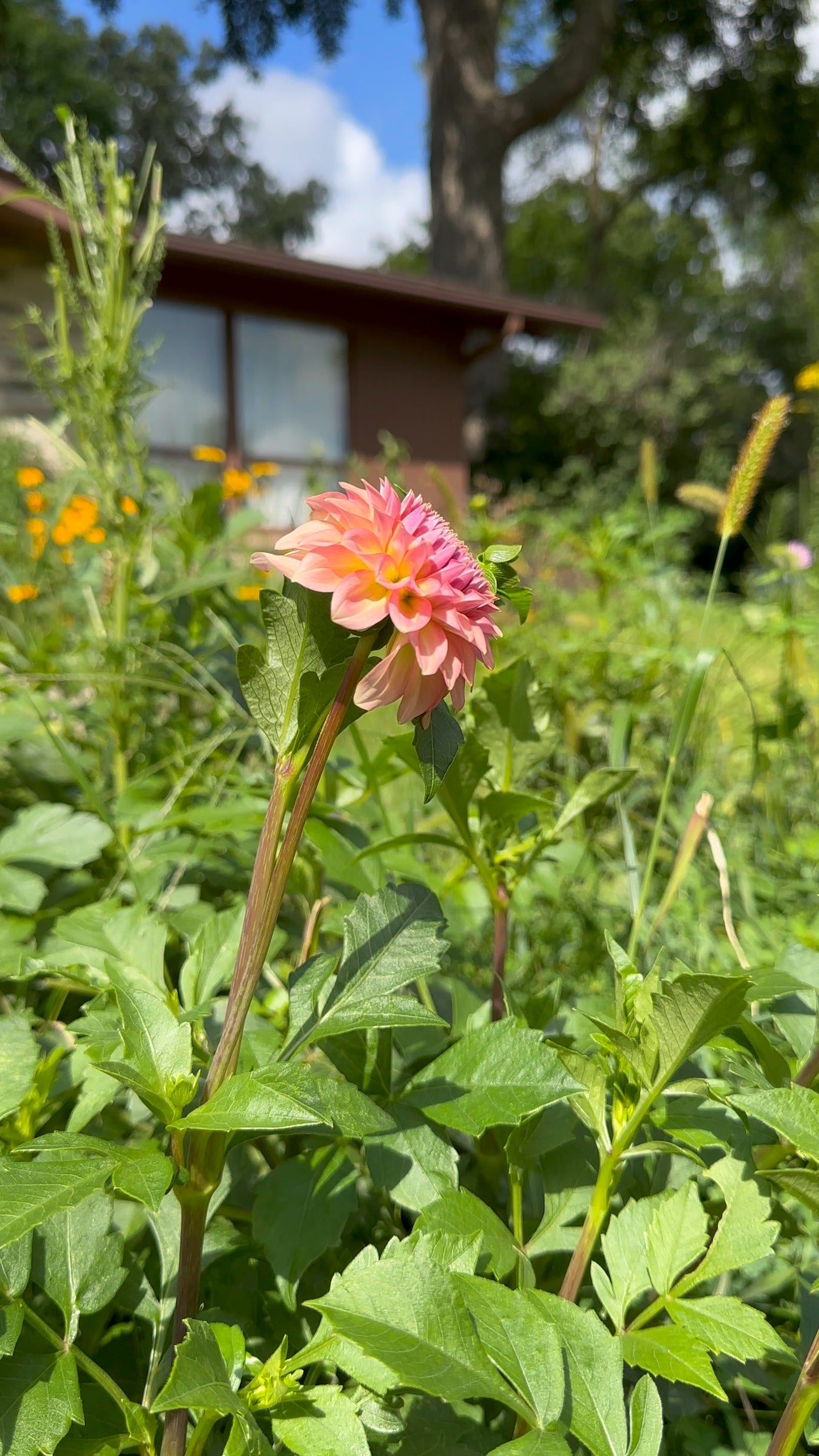 Levi's Blue Smoke Dahlia Tuber - Limit 1