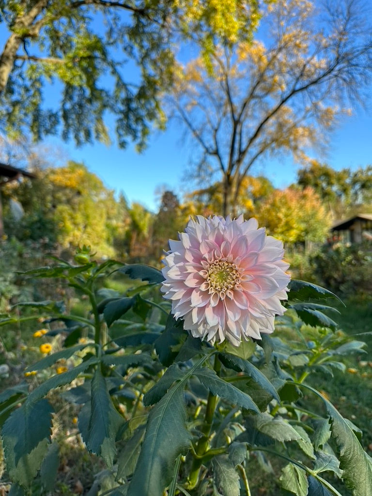 Lee's Coquette Dahlia Tuber