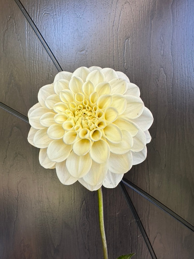 Sweet Nathalie Dahlia Tuber