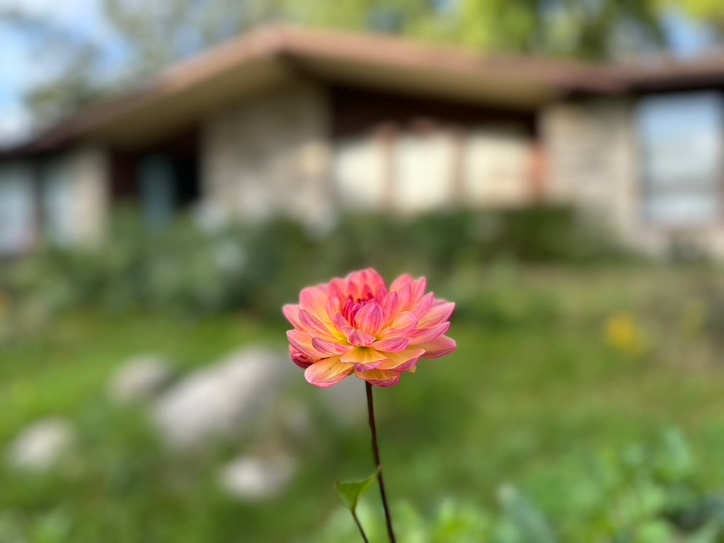 Sandia Bliss Dahlia Tuber - Limit 1