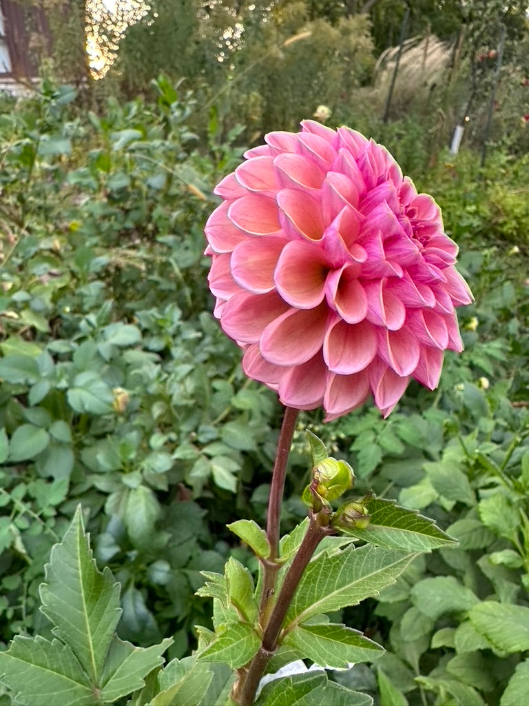 RM Berry Kiss Dahlia Tuber - Limit 1