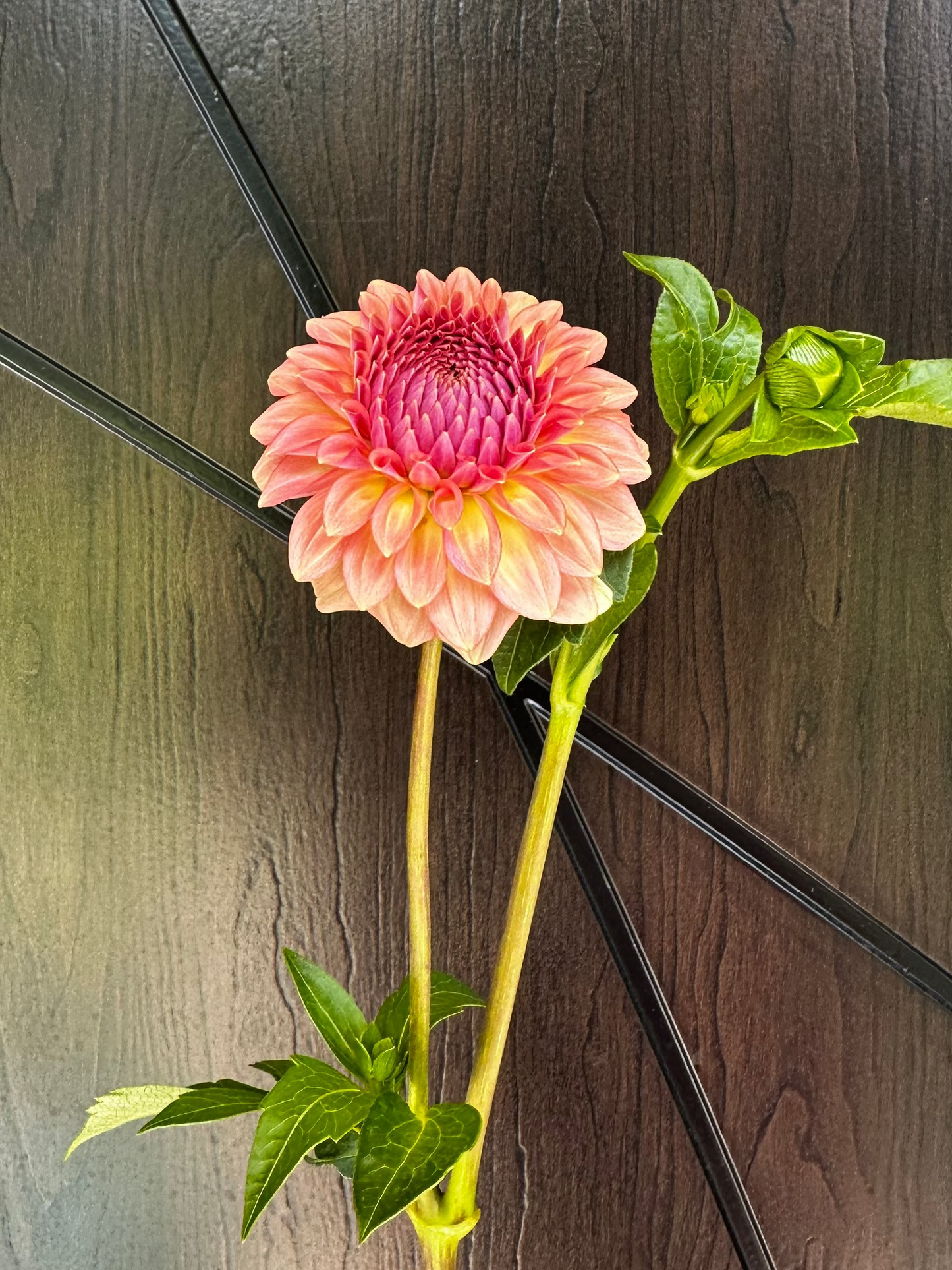 Levi's Blue Smoke Dahlia Tuber - Limit 1