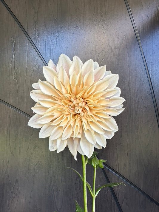 Café au Lait Dahlia Tuber