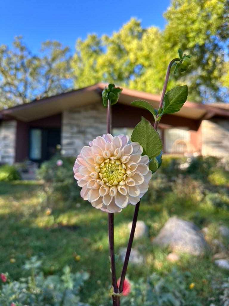 Levi's Revenant Dahlia Tuber - Limit One