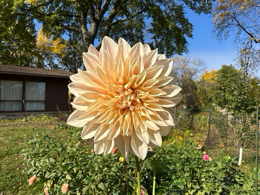 Café au Lait Dahlia Tuber