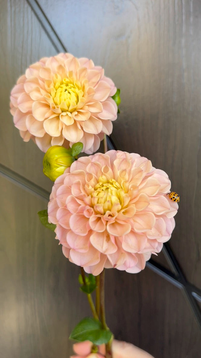 Levi's Revenant Dahlia Tuber - Limit One