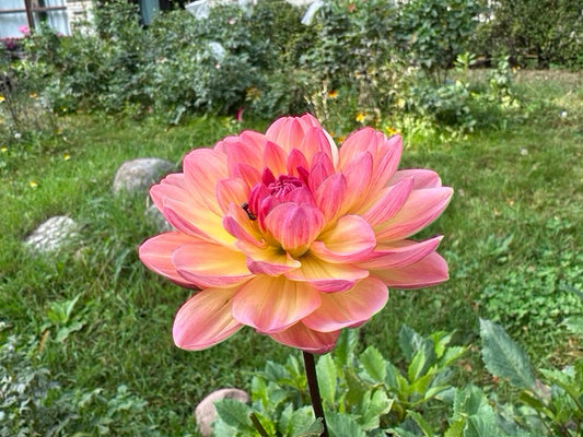 Sandia Bliss Dahlia Tuber - Limit 1