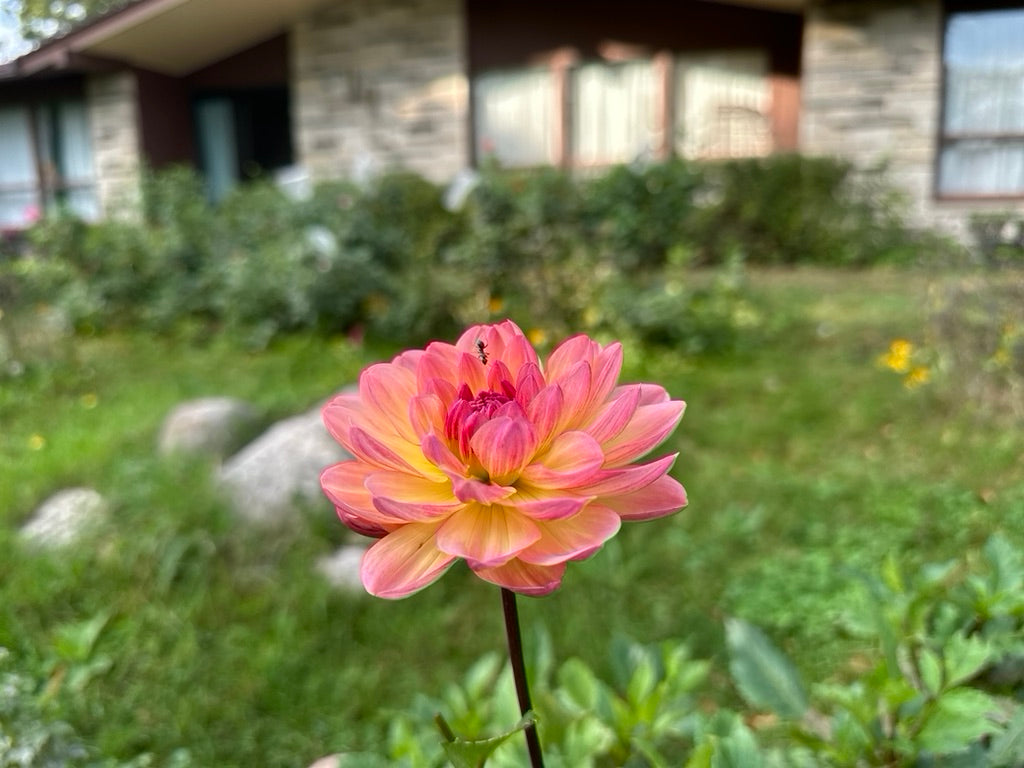 Sandia Bliss Dahlia Tuber - Limit 1