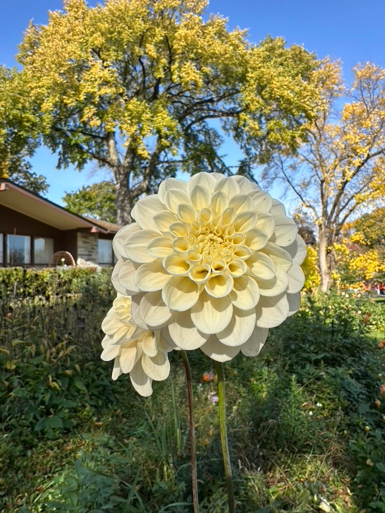 Sweet Nathalie Dahlia Tuber