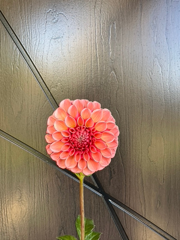 RM Berry Kiss Dahlia Tuber - Limit 1