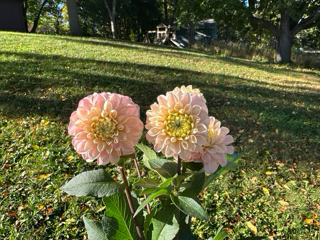 Levi's Revenant Dahlia Tuber - Limit One