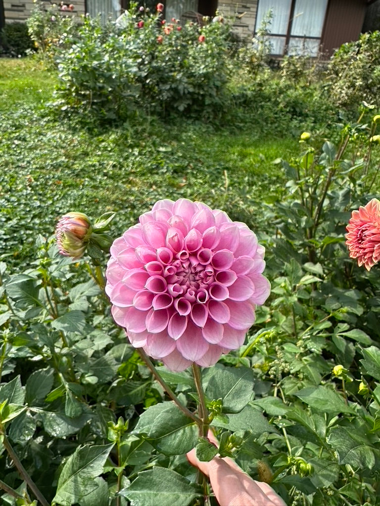 Levi's Confessor Dahlia Tuber