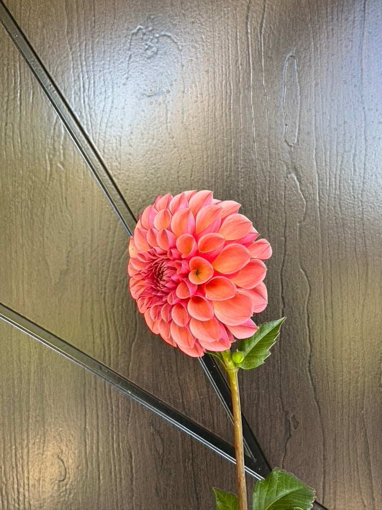 RM Berry Kiss Dahlia Tuber - Limit 1