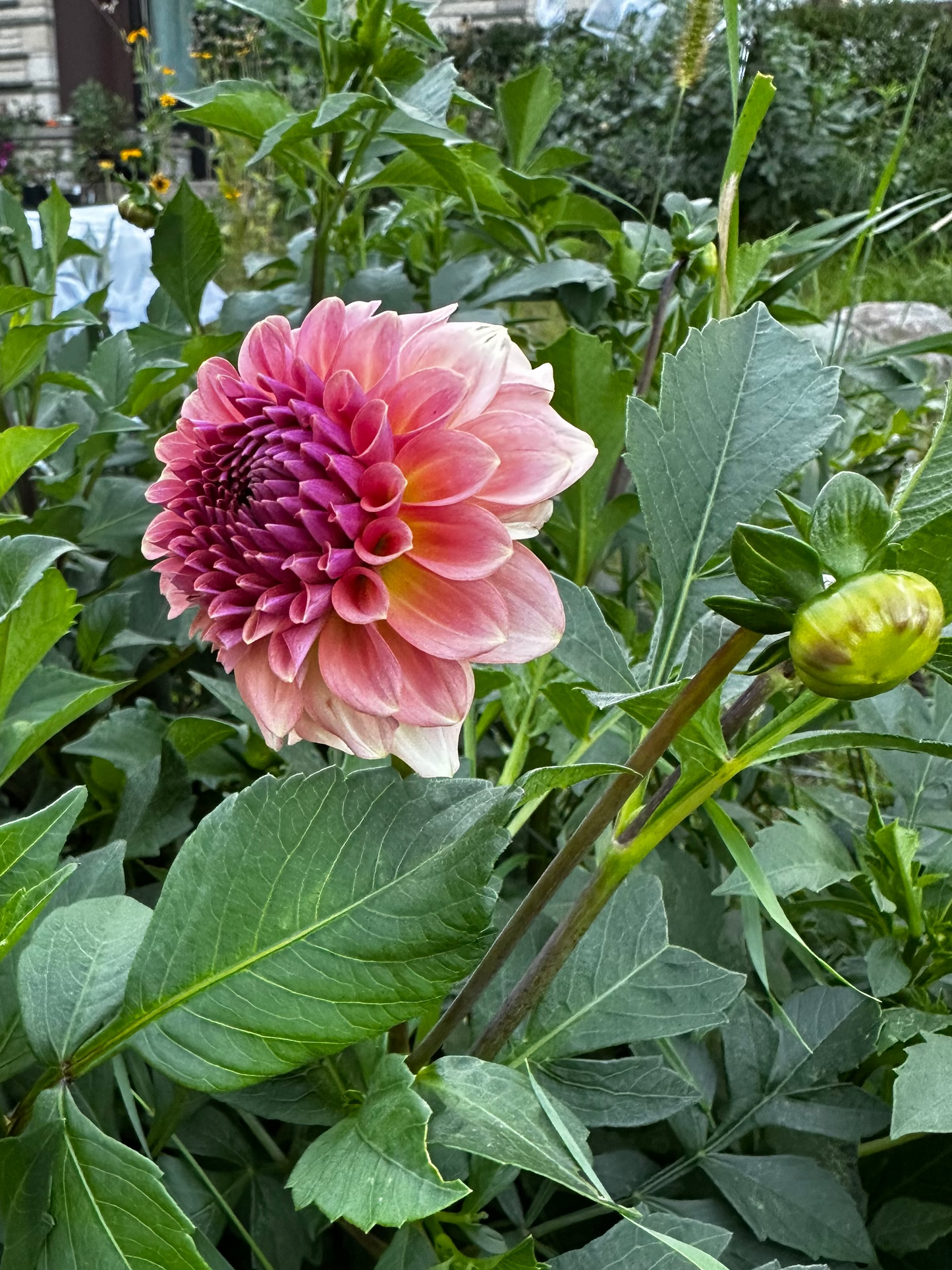 Levi's Blue Smoke Dahlia Tuber - Limit 1