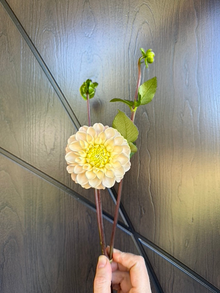 Levi's Revenant Dahlia Tuber - Limit One