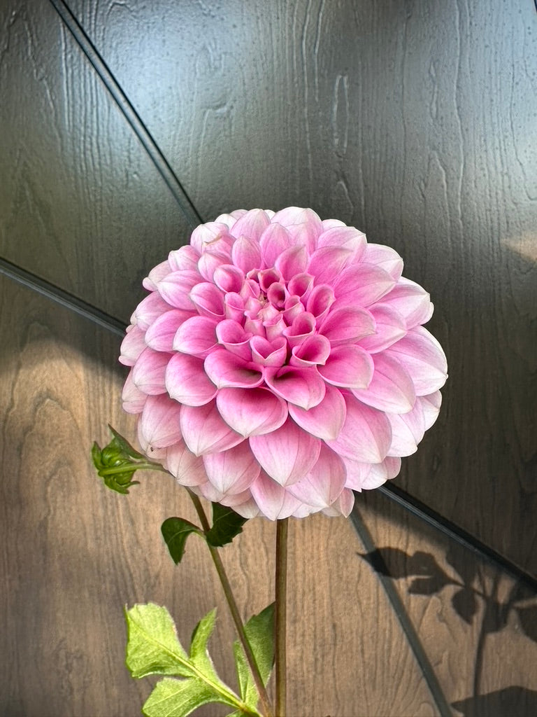 Levi's Confessor Dahlia Tuber