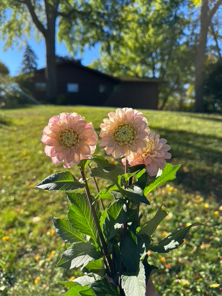 Levi's Revenant Dahlia Tuber - Limit One