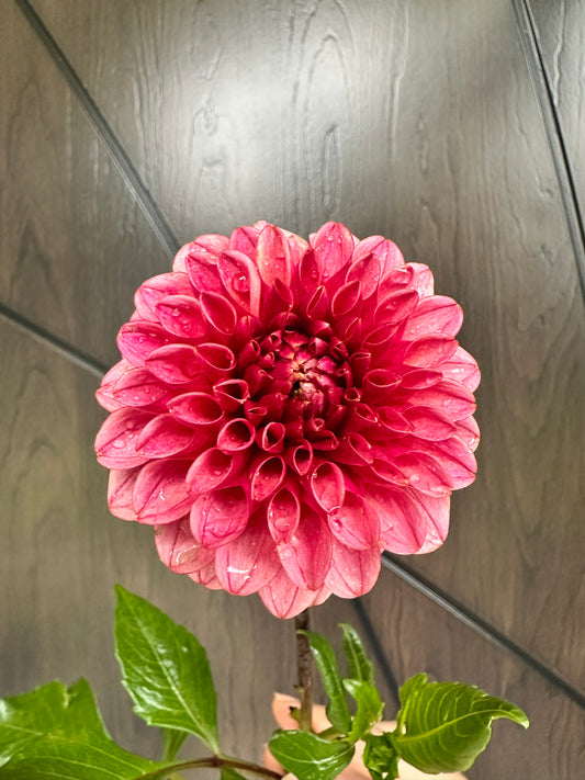 Levi's Tomato Dahlia Tuber - Limit One