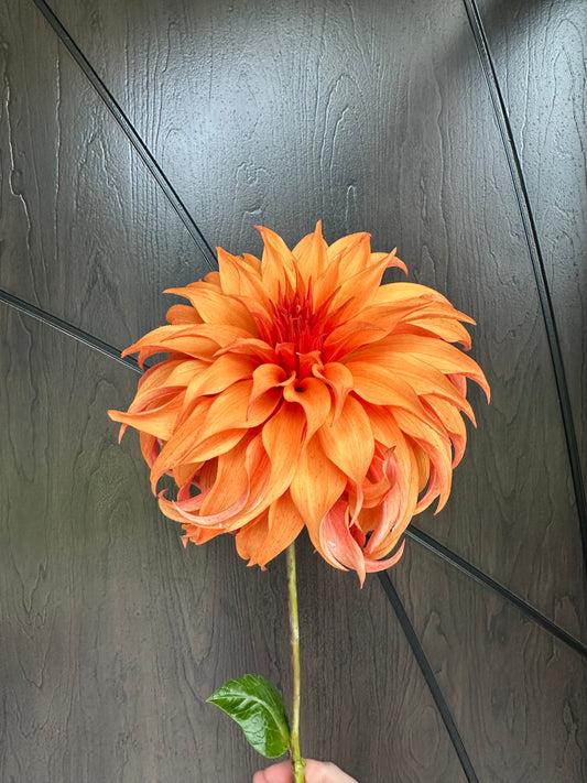 Bloomquist Jean Dahlia Tuber