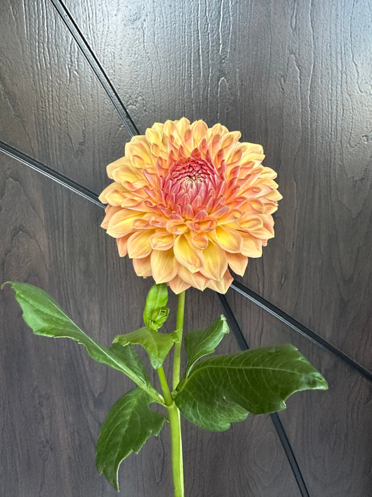 River Merle October Skies Dahlia Tuber