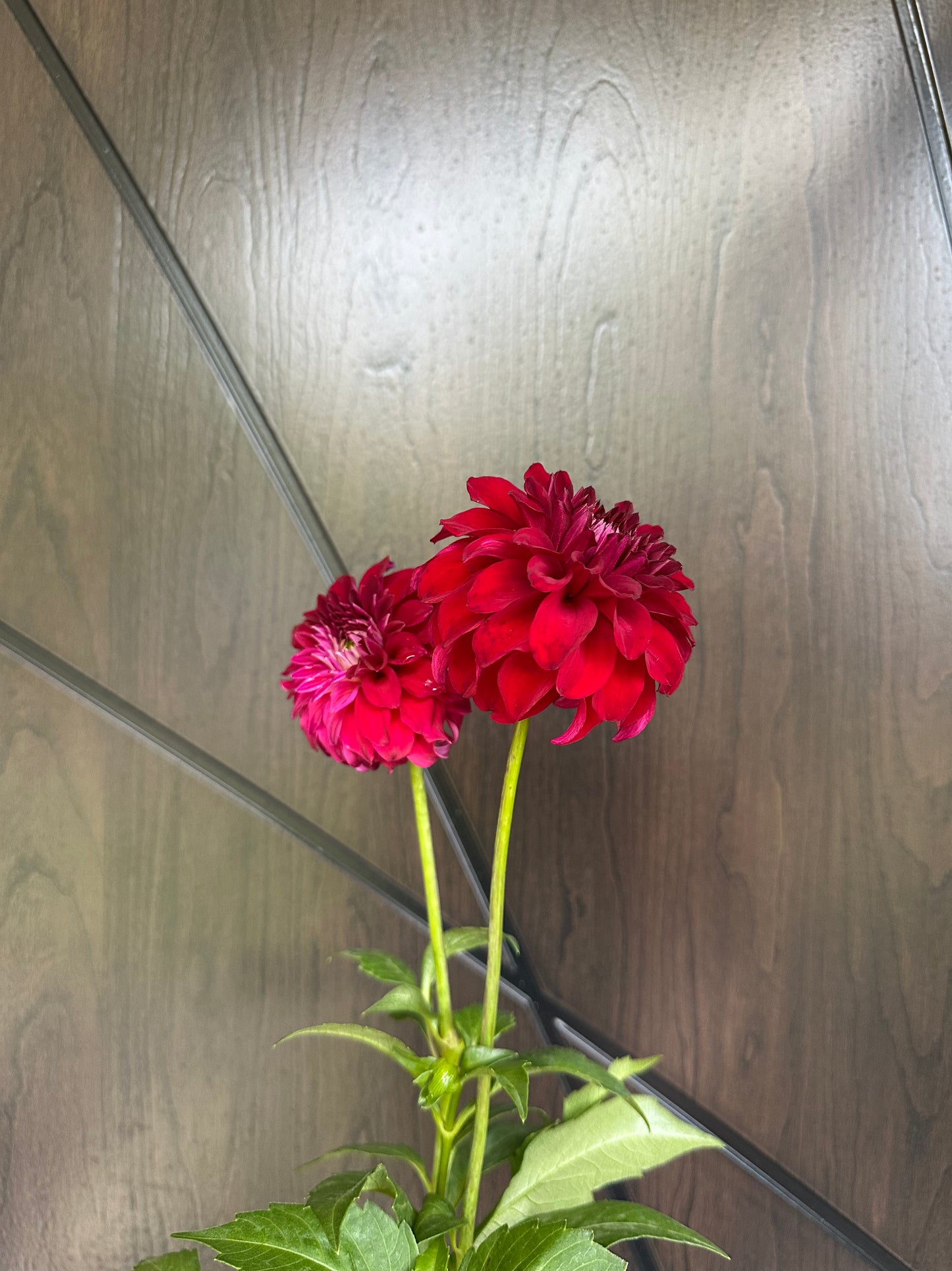 River's Penelope Dahlia Tuber