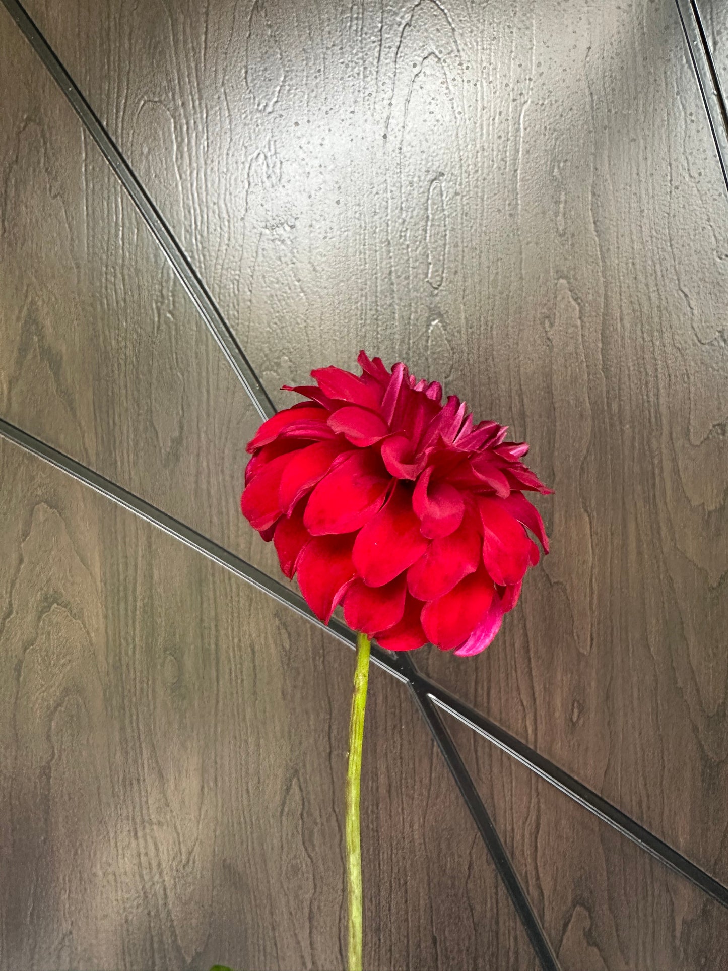 River's Penelope Dahlia Tuber